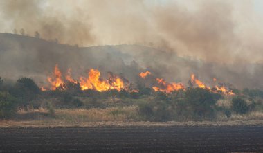 Gelibolu 'da orman yangını, Çanakkale Şehri, Türkiye