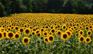 Güneşli bir yaz gününde tarlada yaygın bir ayçiçeği