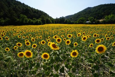 Güneşli bir yaz gününde tarlada yaygın bir ayçiçeği