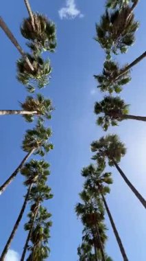 İki Satırda Yeşil Palmiye Ağaçları