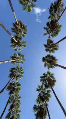 İki Satırda Yeşil Palmiye Ağaçları