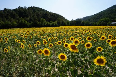 Güneşli bir yaz gününde tarlada yaygın bir ayçiçeği