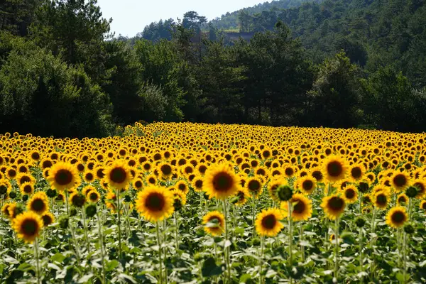 Güneşli bir yaz gününde tarlada yaygın bir ayçiçeği