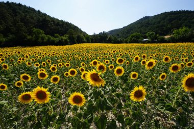 Güneşli bir yaz gününde tarlada yaygın bir ayçiçeği