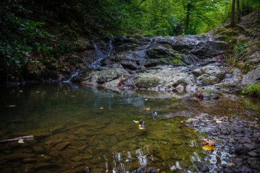 Ormandaki Vadi 'de Nehir