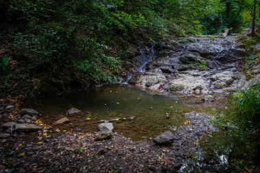 Ormandaki Vadi 'de Nehir