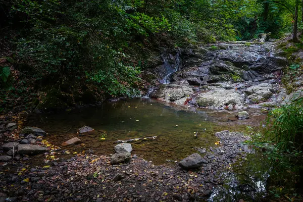 Ormandaki Vadi 'de Nehir