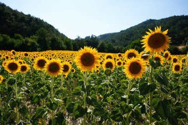 Güneşli bir yaz gününde tarlada yaygın bir ayçiçeği