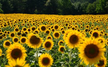 Güneşli bir yaz gününde tarlada yaygın bir ayçiçeği