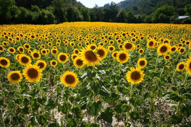 Güneşli bir yaz gününde tarlada yaygın bir ayçiçeği