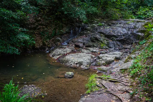 Ormandaki Vadi 'de Nehir