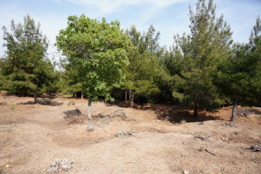 Çanakkale 'de Gelibolu Savaşı Siperleri, Türkiye