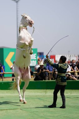 İSTANBUL, TURKIYE - 24 Mayıs 2025: Etnospor Kültür Festivali 'nde Binicilik Şovu