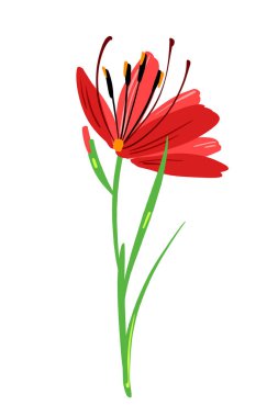 Çiçek kompozisyonu gibi güzel kırmızı bir gladiolus. Dekorasyon için basit parlak renkli botanik grubu yönlendir. Çiçek elementi