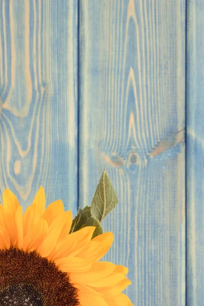 Kırsal Mavi Arka Planda Güzel Canlı Sarı Ayçiçeği Dekorasyon Yaz — Stok fotoğraf