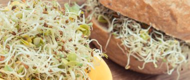 Alfalfa ve turp filizi ve kepekli ekmek dilimi. Sandviçlere sağlıklı bir ilave. Doğal vitaminler ve mineraller