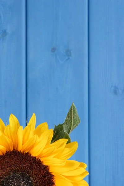 Girassol Amarelo Bonito Vibrante Fundo Azul Decoração Conceito Horário Verão — Fotografia de Stock