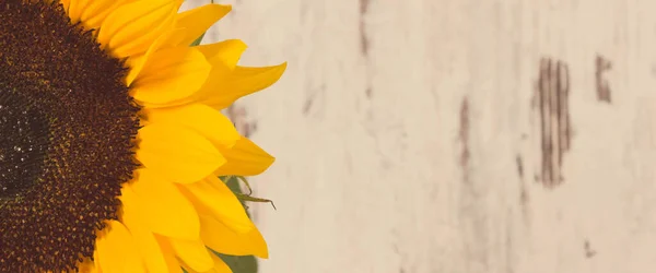 Eski Kırsal Arka Planda Güzel Canlı Sarı Ayçiçeği Dekorasyon Yaz — Stok fotoğraf