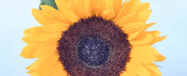Krásné Zářivé Žluté Slunečnice Bílém Pozadí Dekorace Letní Čas Koncept — Stock fotografie