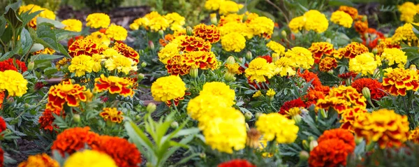 Fleurs Colorées Dans Jardin Parc Ensoleillé Printemps Été Fleurs Saisonnières — Photo