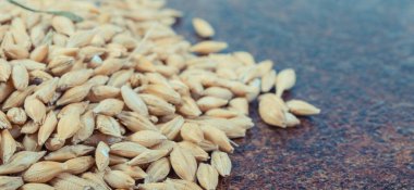 Köy arka planında bir yığın buğday. Tarım kavramı