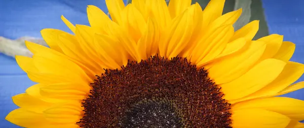 Girassol Amarelo Bonito Vibrante Fundo Azul Decoração Conceito Horário Verão — Fotografia de Stock