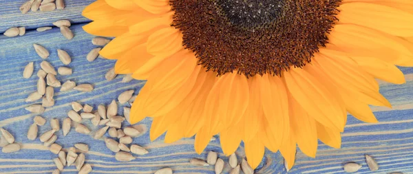 Насіння Соняшнику Красива Жовта Квітка Блакитних Дошках Вінтажні Фотографії — стокове фото