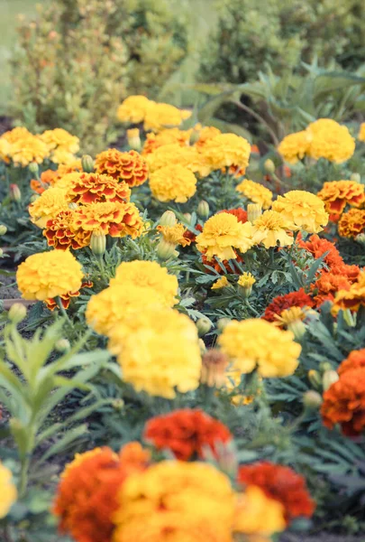 Blooming Colorful Flowers Sunny Garden Park Spring Summer Seasonal Flowers — Stock Fotó