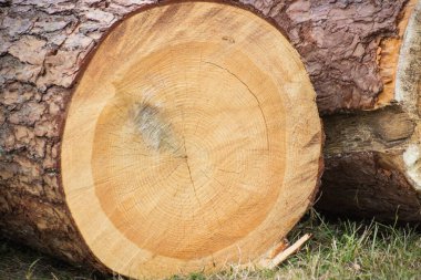 Park ya da ormanda bulunan kesilmiş ağaç gövdelerinin yakınlaşması