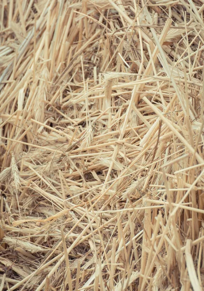 Bales Hay Straw Background Wallpaper Texture — Stock Photo, Image