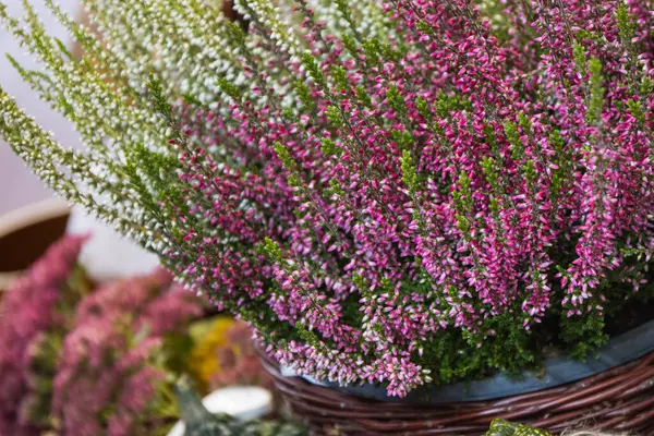 Bahçede Parkta Çiçek Açan Renkli Fundalar Mevsimlik Çiçekler — Stok fotoğraf