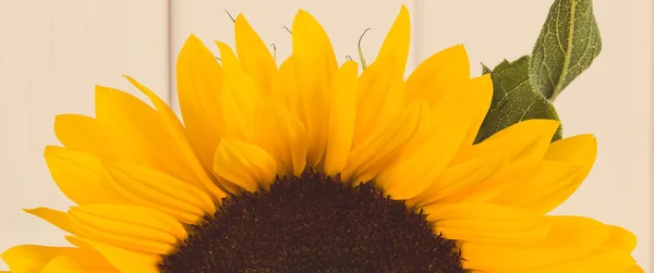 Yellow sunflower on white boards background. Decoration and summer time concept