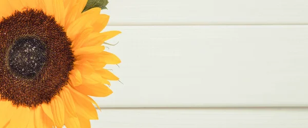 Beautiful yellow sunflower on white boards background. Decoration and summer time concept. Place for text or inscription