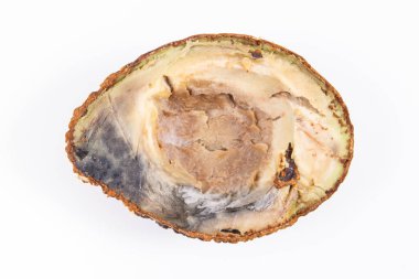 Küflü avokado. Beyaz arka planda sağlıksız ve iğrenç meyveler