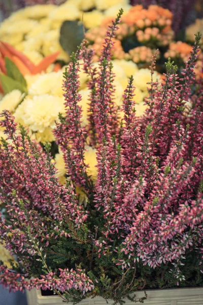 Bahçede Parkta Çiçek Açan Renkli Fundalar Mevsimlik Çiçekler — Stok fotoğraf