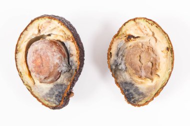 Küflü avokado. Beyaz arka planda sağlıksız ve iğrenç meyveler