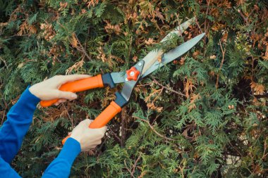 Çalıları kesmek için bahçe aletini kullanan bir kadın eli. Kadın işçi