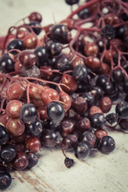 Doğal vitamin ve mineral kaynağı olarak taze olgun elderberry. Sağlıklı beslenme ve doğal tedavi yöntemleri