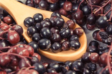 Doğal vitamin ve mineral kaynağı olarak taze olgun elderberry. Sağlıklı beslenme ve doğal tedavi yöntemleri