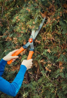 Çalıları kesmek için bahçe aletini kullanan bir kadın eli. Kadın işçi