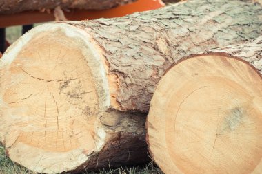 Park ya da ormanda bulunan kesilmiş ağaç gövdelerinin yakınlaşması