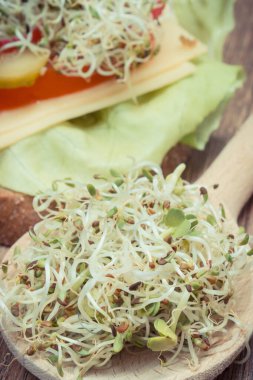 Alfalfa ve turp lahanası ve peynirli, sebzeli ve sağlıklı lahanalı kepekli sandviç. Doğal vitaminler ve mineraller