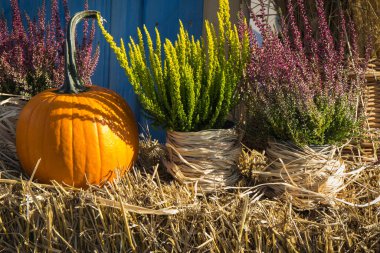Farklı sebze ve bitkilerden yapılmış sonbahar dekorasyonu. Sonbahar ya da yaz aylarında tarım