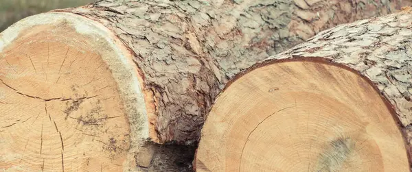 Park ya da ormanda bulunan kesilmiş ağaç gövdelerinin yakınlaşması