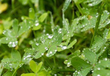 Selective focusing of several clover plants with water droplets after a rainy day.