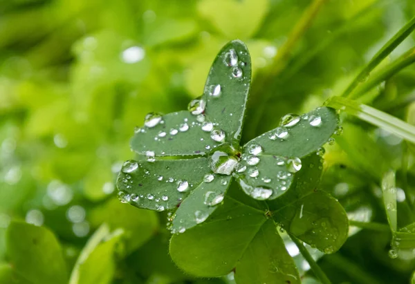 Selective focus of water droplets on a clover plant after a rainy day with green background.