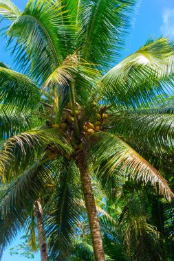 Yeşil dallı ve hindistan cevizli palmiye ağacının altından Hawaii 'de mavi gökyüzüne.