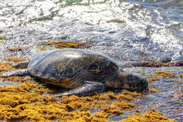 Hawaiian Green Sea Turtle Feeding Seaweed Algae While Basking Body Stock Image