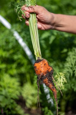 Ev bahçesinde taze yetişmiş organik bir havucu tutan el..