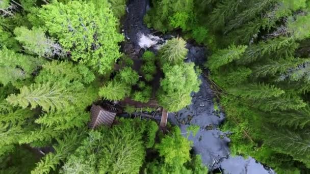 Moulin Eau Travail Profondément Dans Les Forêts Pins Belle Forêt — Video